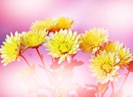 Floral background. Flowers chrysanthemums photo