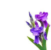 spring flowers iris isolated on white background. photo