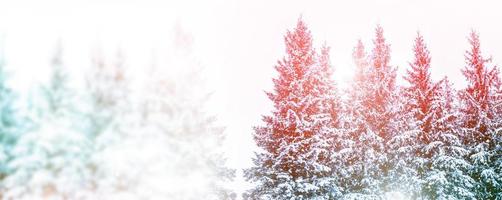 bosque de invierno congelado con árboles cubiertos de nieve. foto