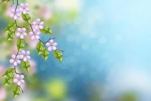 Blossoming branch apple. photo