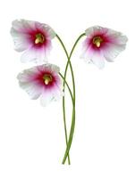 mallow flowers isolated on white background photo