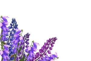 Blue lupines beautiful flowers on a white background photo