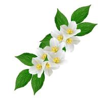 White jasmine flower. photo