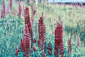 Summer landscape with beautiful bright lupine flowers photo