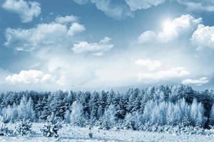 bosque de invierno paisaje de invierno árboles cubiertos de nieve foto