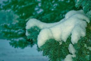 Frozen winter forest with snow covered trees. photo