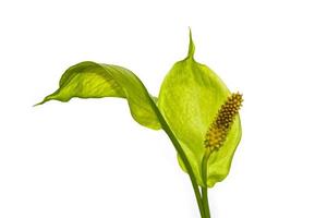 Exotic flower spathiphyllum is isolated on a white background. photo