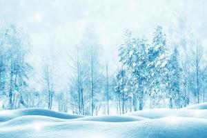 Frozen winter forest with snow covered trees. photo