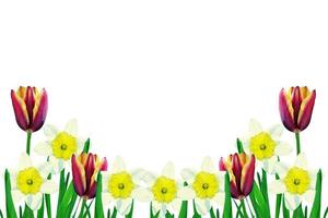 spring flowers tulips isolated on white background. photo