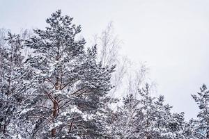 bosque de invierno congelado con árboles cubiertos de nieve. foto