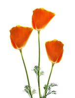 Yellow flower garden colorful eschscholzia isolated on white background. photo