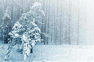 Frozen winter forest with snow covered trees. photo