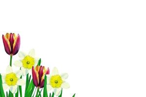 spring flowers tulips isolated on white background. photo