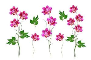 Colorful bright flowers peonies isolated on white background. photo