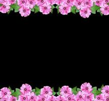 lavatera  isolated on black background. bright flower photo