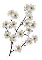 branch of cherry blossoms isolated on white background. photo