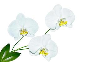 Orchid flower isolated on white background. photo