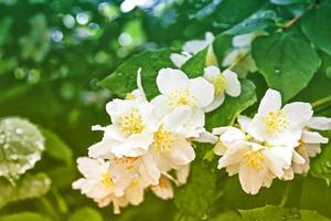 Spring landscape with delicate jasmine flowers photo