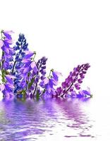 Blue lupines beautiful flowers on a white background photo