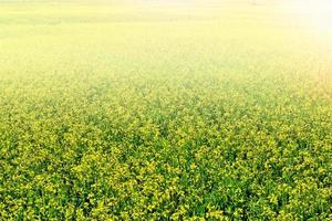 Summer landscape. Yellow flowers winter cress. rape photo