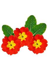 spring flowers primula isolated on white background. photo