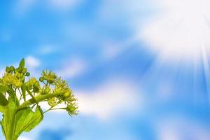 Sprig of white flowers of linden on a background summer landscape photo