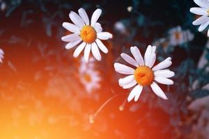 White bright daisy flowers on a background of the summer landscape. photo