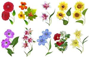 flowers isolated on white background photo