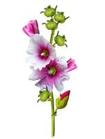 mallow flowers isolated on white background photo