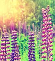 Summer landscape with beautiful bright lupine flowers photo