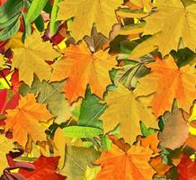 abstract background of autumn leaves photo