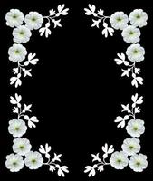 White flowers isolated on a black background. Frame. photo