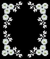 White flowers isolated on a black background. Frame. photo