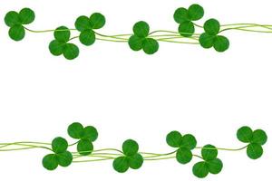 green clover leaves isolated on white background. St.Patrick 's Day photo