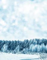 Frozen winter forest with snow covered trees. photo