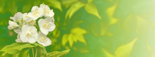 White jasmine The branch delicate spring flowers photo