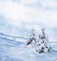 forest in the frost. Winter landscape. Snow covered trees. photo