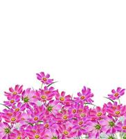 Cosmos flowers isolated on white background. photo