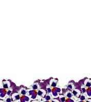 Pansy Violet with Green Leaves on white background photo