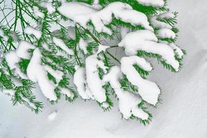 Frozen winter forest with snow covered trees. photo