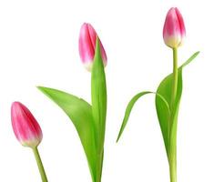 spring flowers tulips photo