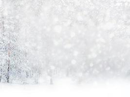 Frozen winter forest with snow covered trees. photo