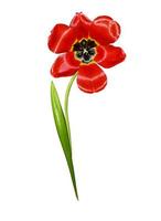 spring flowers tulips isolated on white background photo