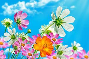 daisy flowers on blue sky background photo