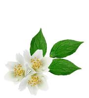 branch of jasmine flowers isolated on white background. spring photo