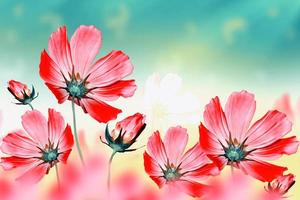 cosmos flowers. Beautiful flowers cosmos. Summer landscape. photo