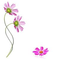 daisies summer flower isolated on white background. photo