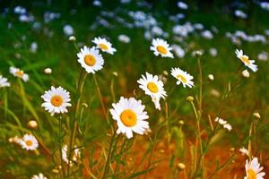 White bright daisy flowers on a background of the summer landscape. photo