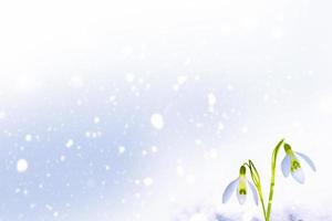 snowdrop flower growing in snow in early spring forest photo