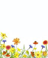 bright and colorful wildflowers. Natural floral background. photo